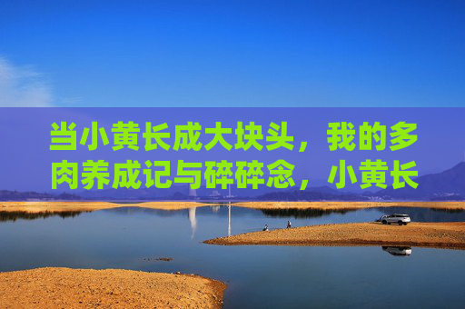 当小黄长成大块头，我的多肉养成记与碎碎念，小黄长成大块头，我的多肉养成碎碎念
