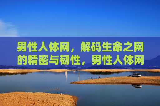 男性人体网，解码生命之网的精密与韧性，男性人体网，解码生命之网的精密与韧性