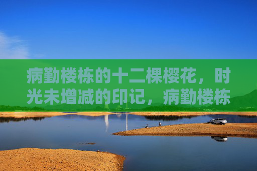 病勤楼栋的十二棵樱花,时光未增减的印记,病勤楼栋十二樱,时光未减的印记 病勤楼栋的十二棵樱花,时光未增减的印记,病勤楼栋十二樱,时光未减的印记