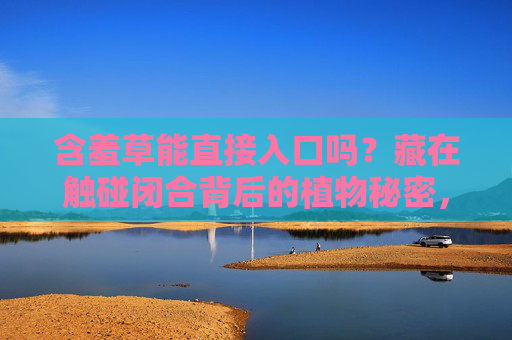 含羞草能直接入口吗?藏在触碰闭合背后的植物秘密,含羞草入口之谜,触碰闭合的植物秘密 含羞草能直接入口吗?藏在触碰闭合背后的植物秘密,含羞草入口之谜,触碰闭合的植物秘密
