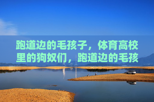 跑道边的毛孩子，体育高校里的狗奴们，跑道边的毛孩子，体育高校的狗奴们