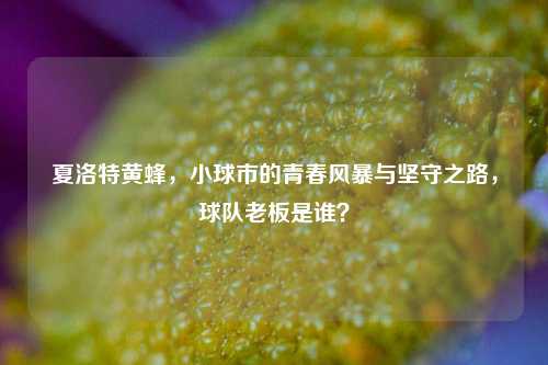 夏洛特黄蜂,小球市的青春风暴与坚守之路,球队老板是谁?