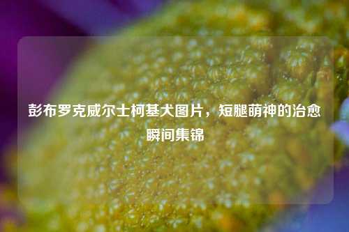 彭布罗克威尔士柯基犬图片,短腿萌神的治愈瞬间集锦
