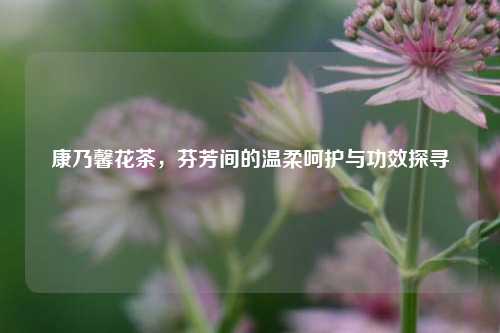 康乃馨花茶,芬芳间的温柔呵护与功效探寻