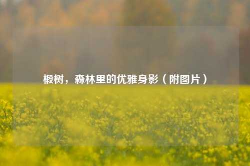 椴树,森林里的优雅身影(附图片)