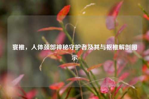 寰椎,人体颈部神秘守护者及其与枢椎解剖图示