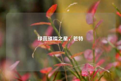 绿茵璀璨之星,芒特