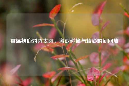 重温雄鹿对阵太阳,激烈碰撞与精彩瞬间回放